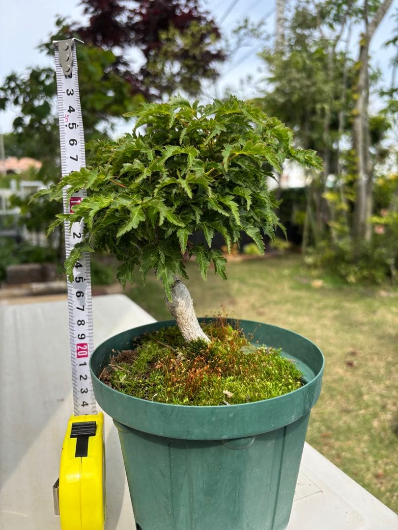 獅子頭もみじ 雄獅子もみじ セット販売 もみじ盆栽　紅葉 小品盆栽