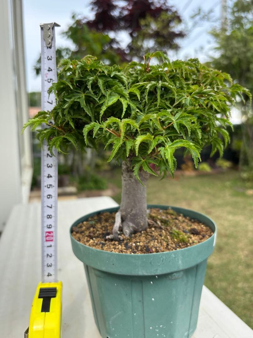 獅子頭もみじ 雄獅子もみじ セット販売 もみじ盆栽　紅葉 小品盆栽