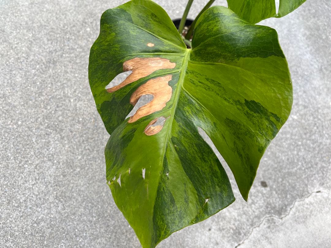 モンステラ デリシオーサ グリーンオングリーン 黄緑斑 検索 黄斑 白斑 ミント