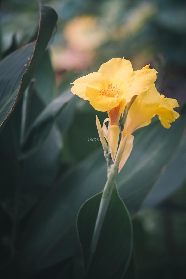 極細中望遠！Leica Elmar 90mm F4 Mマウント オールドレンズ