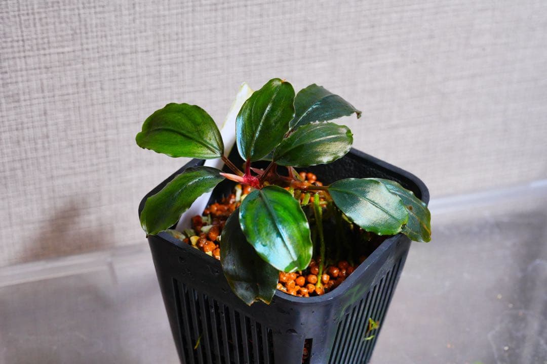 Bucephalandra sp. “Theia Blue”
