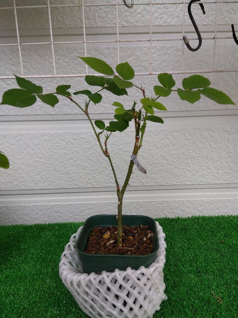 バラ中苗充実苗 　四季咲き中輪　コンパクト　花持ちいいです、病害虫に強いです