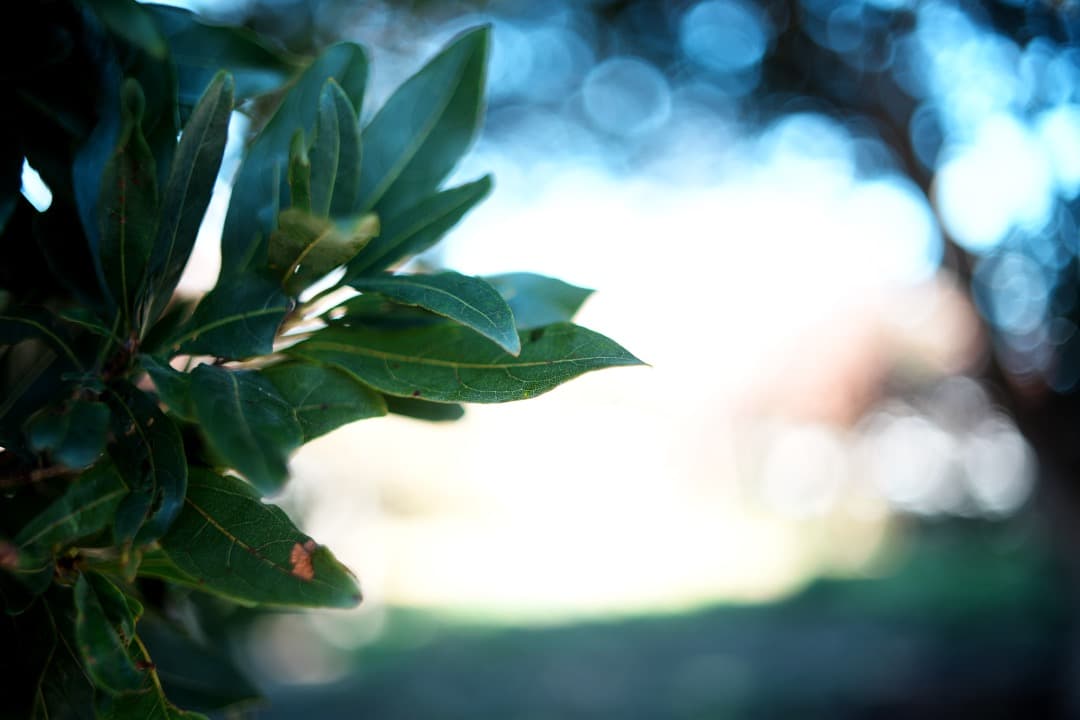 【希少】動作◎ ミノルタ New MD 35mm F1.8 625