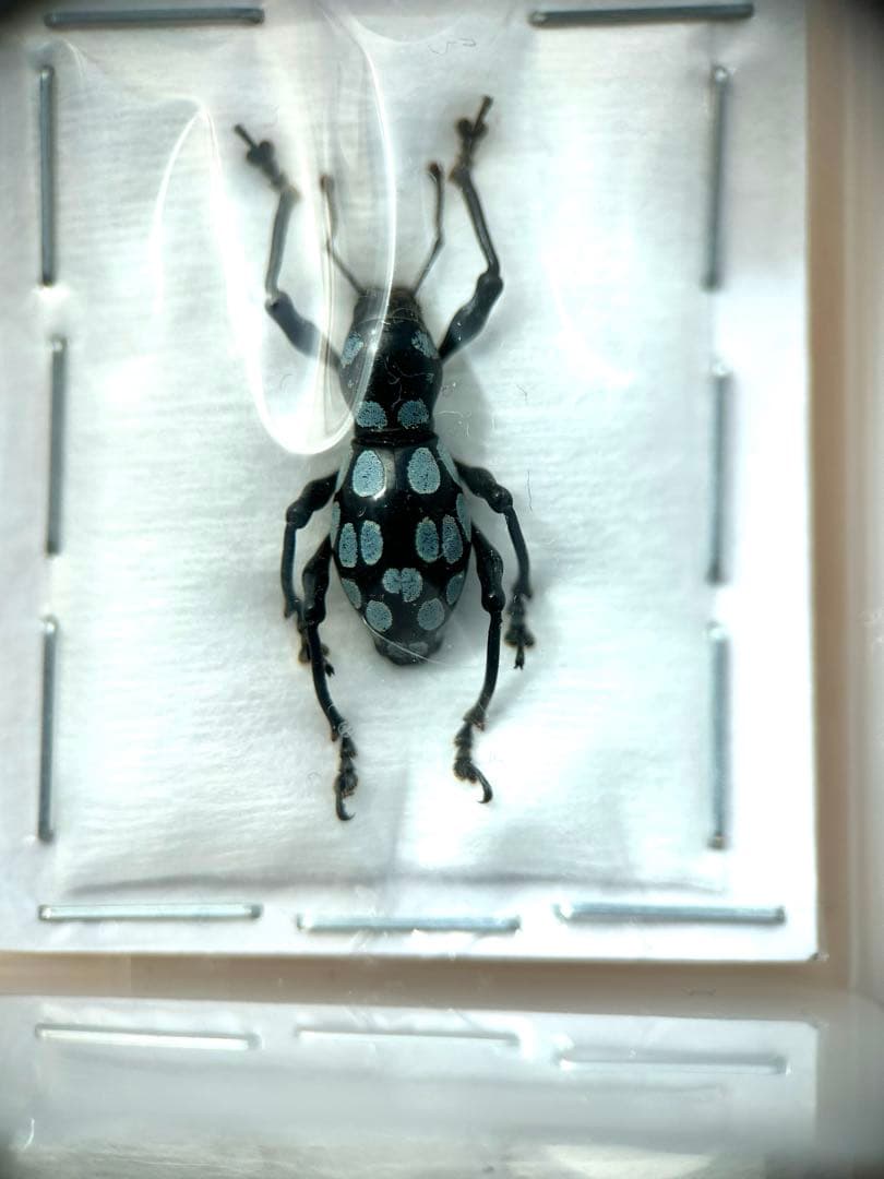 09153 美麗標本　カタゾウムシ