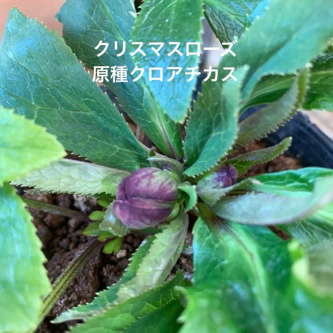★クリスマスローズ原種クロアチカス開花株現品★