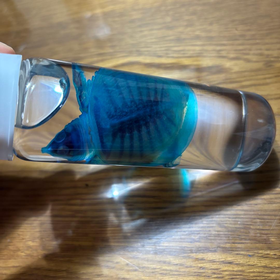 水中生物標本 プラスチック容器 ニホンスッポン　ネイチャーテクニカラー