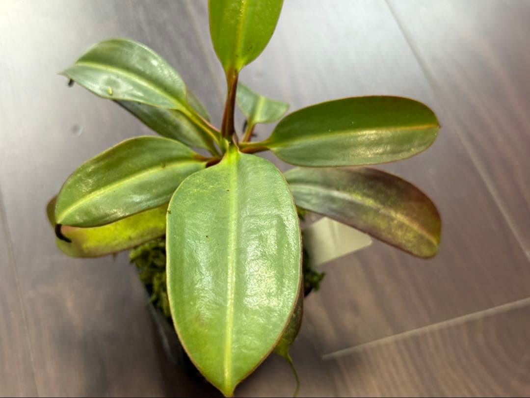 食虫植物N. edwardsiana Tambuyukon
