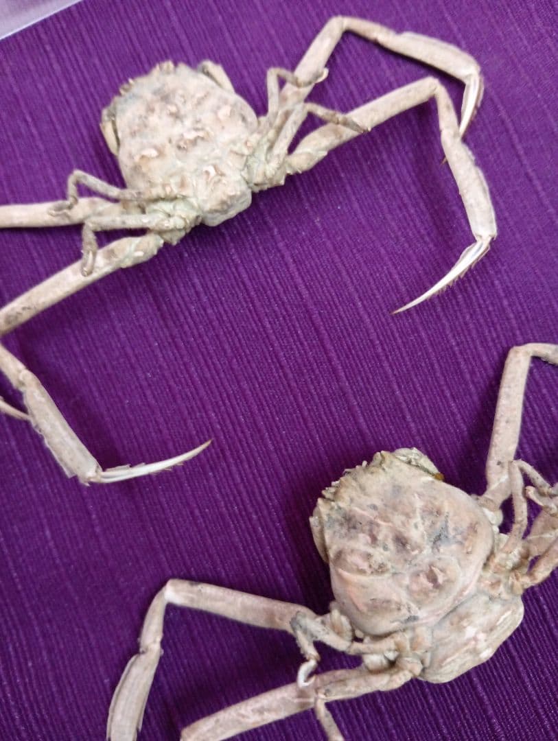 稀少レア平家怨霊瀬戸内海産人面蟹ペア源平合戦古戦場立体リアル標本ペア２点セット