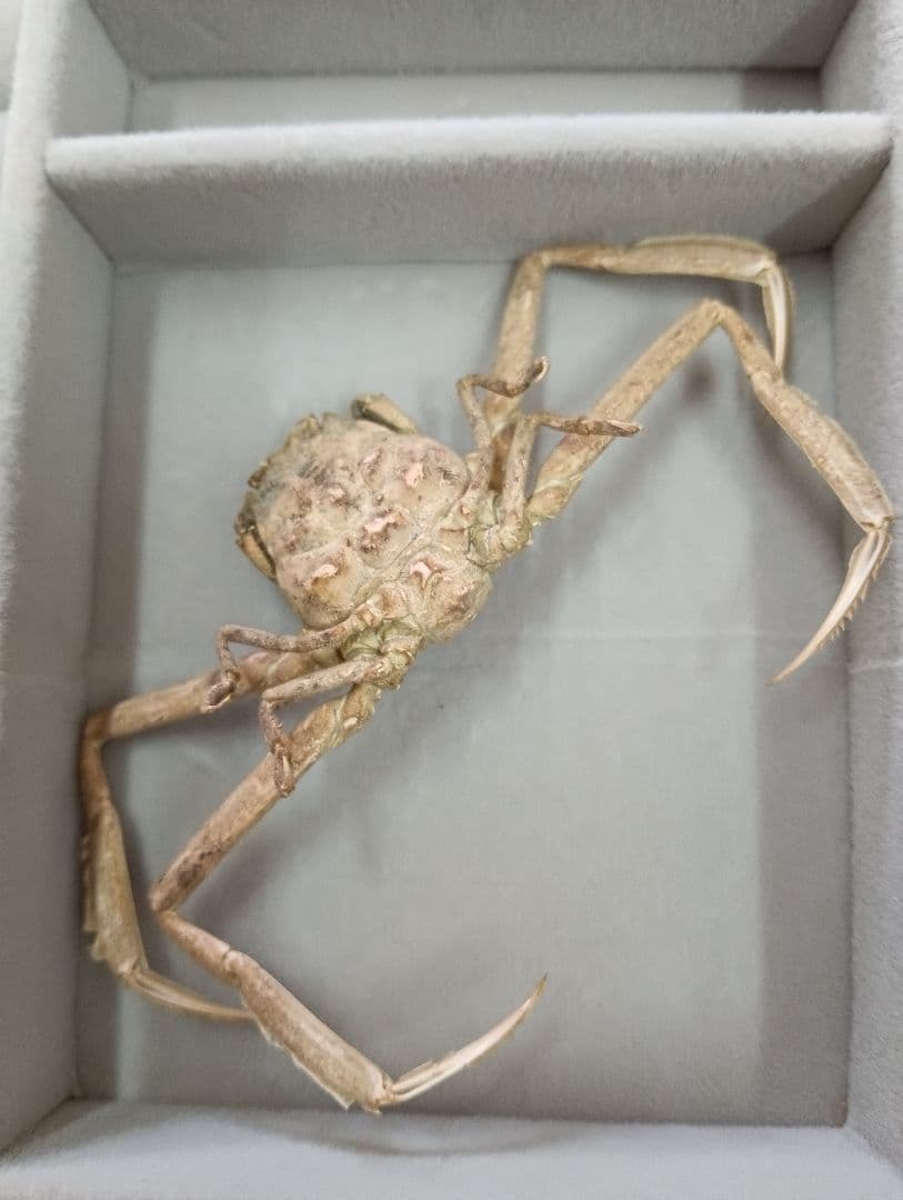 稀少レア平家怨霊瀬戸内海産人面蟹ペア源平合戦古戦場立体リアル標本ペア２点セット