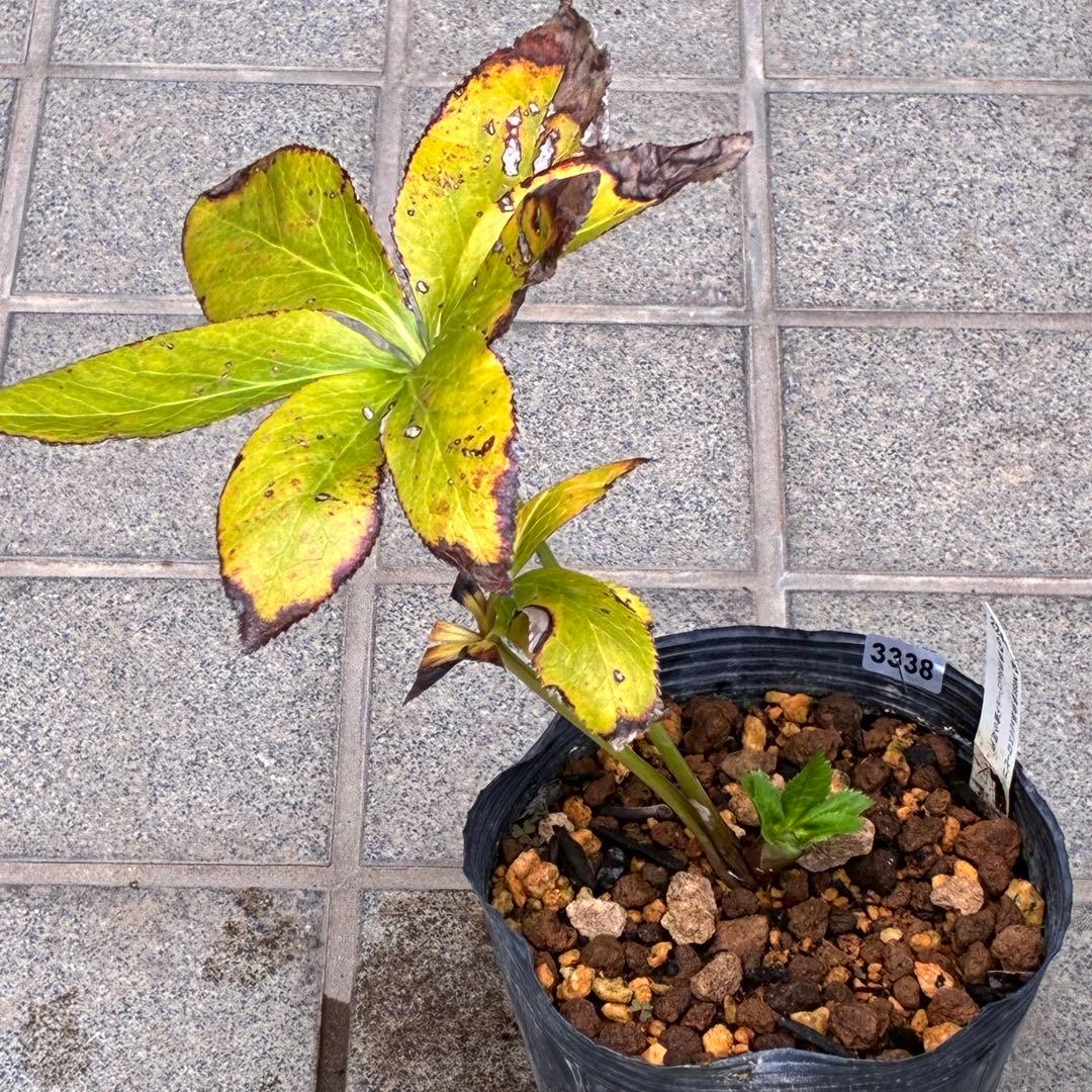 ヒ*イ様 ☘️ラスト2☘️蕾付き☘️タグ付き☘️3338⭐️超ボリュームSD⭐️