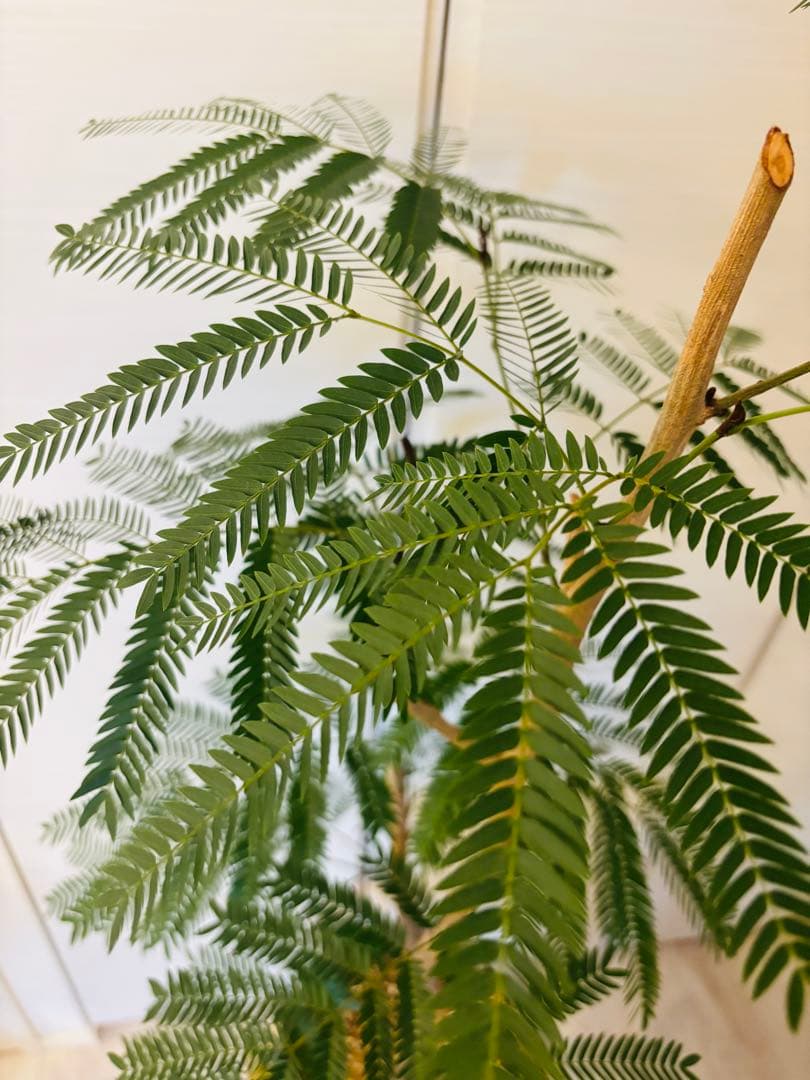 幹太エバーフレッシュ　大型　観葉植物　8号鉢