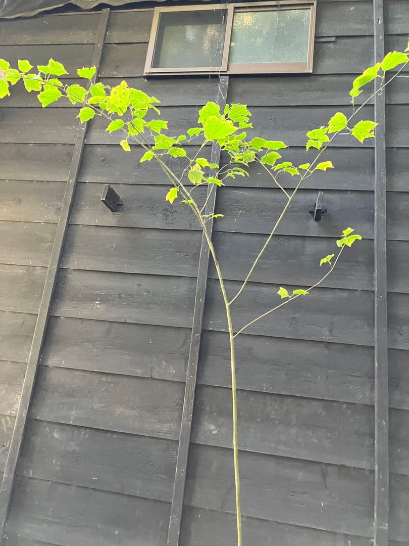 山採り　ウリハダカエデ