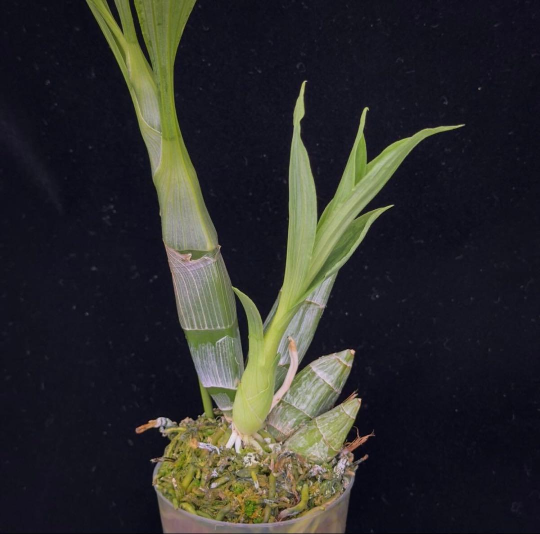 SVO 実生 タケノコ蘭 カタセタム Clowesetum