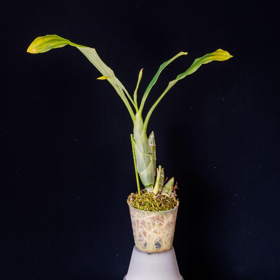 SVO 実生 タケノコ蘭 カタセタム Clowesetum