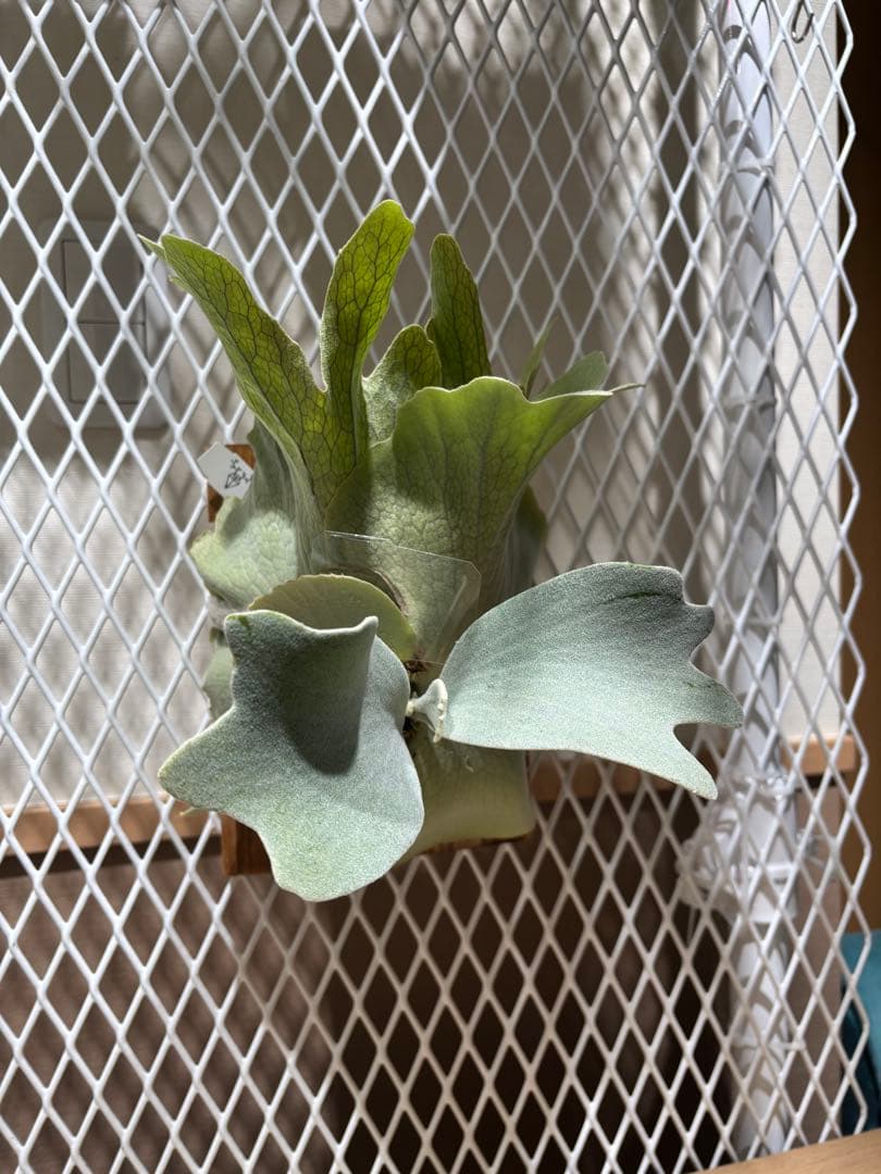 P. Unicorn,P. willinckii Watchara 親株