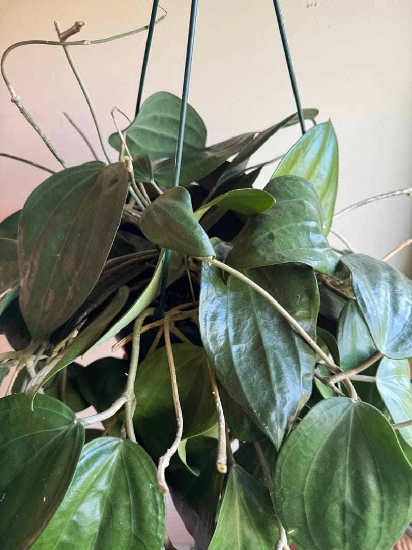 特大サイズ　ホヤ　グラブラ　8号　ハンギング　吊り鉢