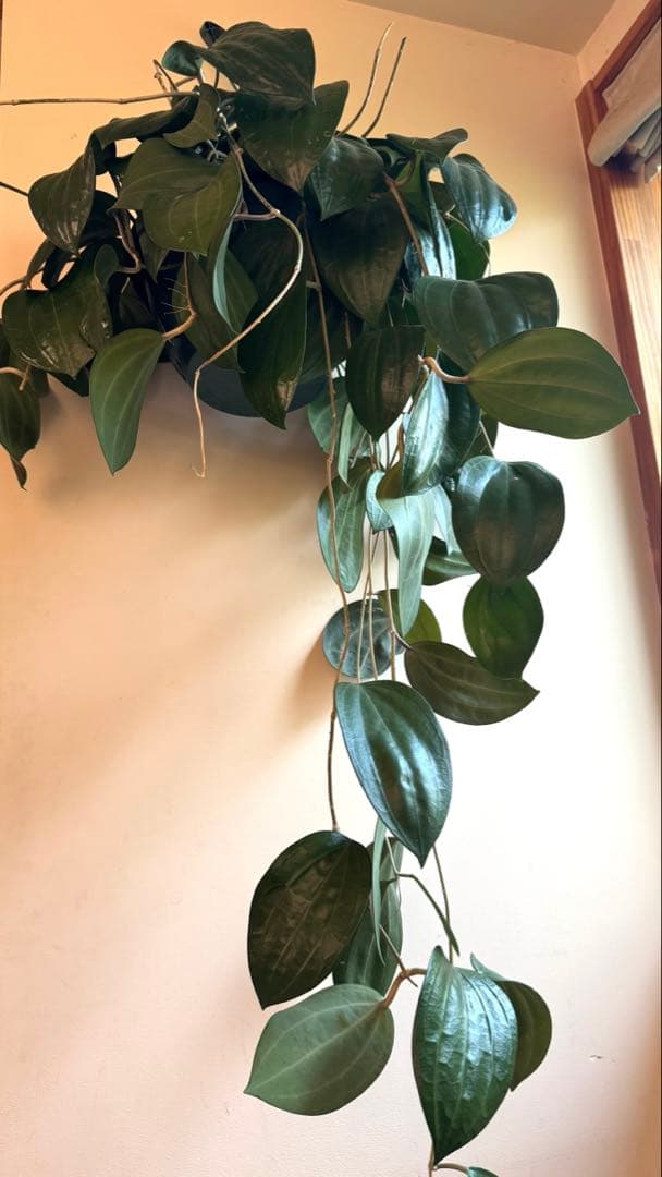 特大サイズ　ホヤ　グラブラ　8号　ハンギング　吊り鉢