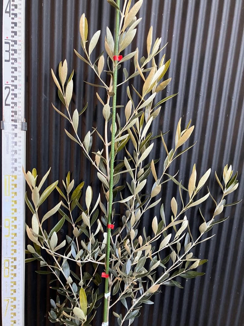 オリーブの木　カラマタ　挿木苗