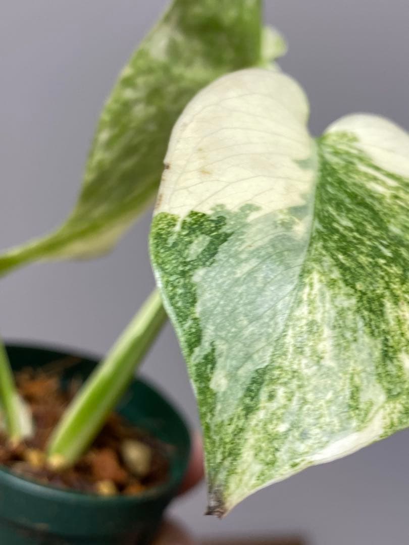 ご*ん様 【斑入り強め✨】モンステラ　デリシオーサ　レガシー　斑入り　希少　人気