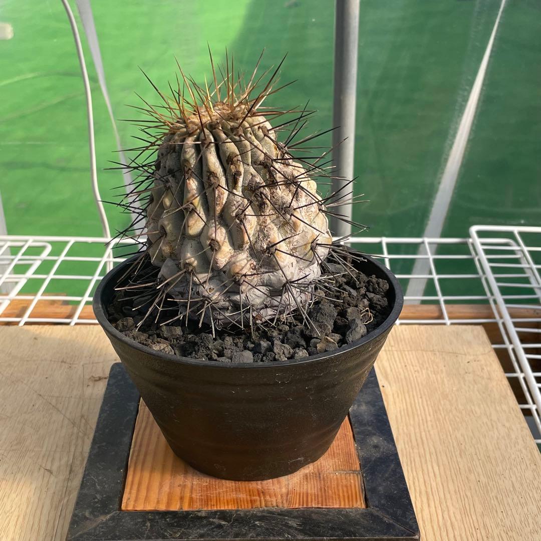 存在感抜群❗️コピアポア　逆鱗丸　ビンテージ　株　　(黒王丸　、