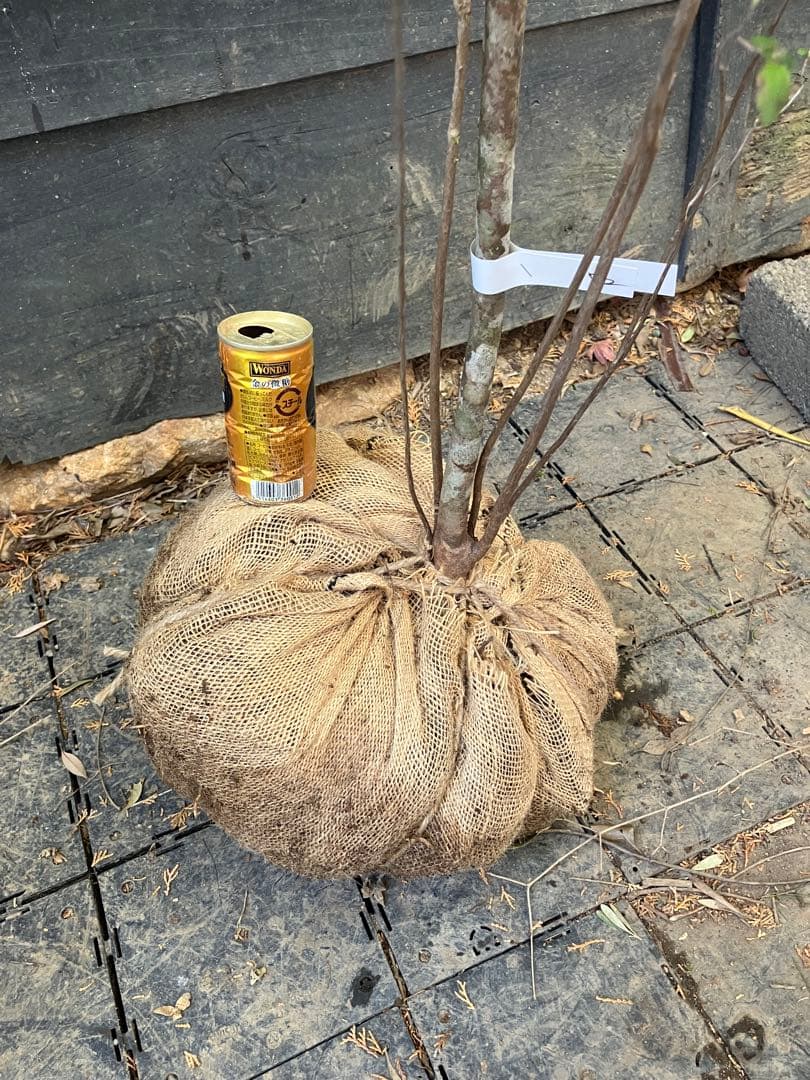 72 山採り　バイカツツジ