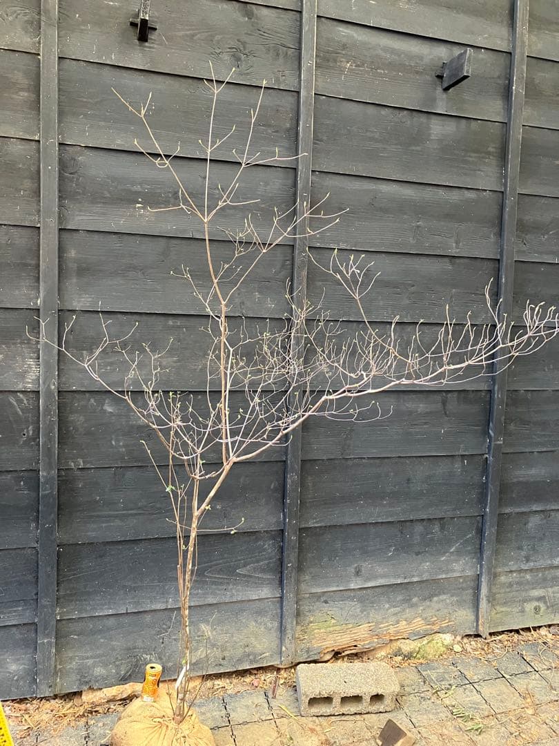 72 山採り　バイカツツジ