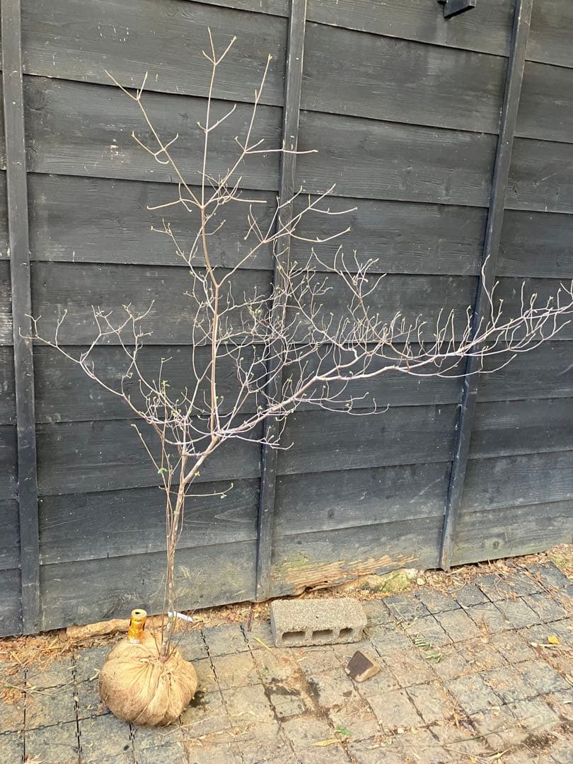 72 山採り　バイカツツジ