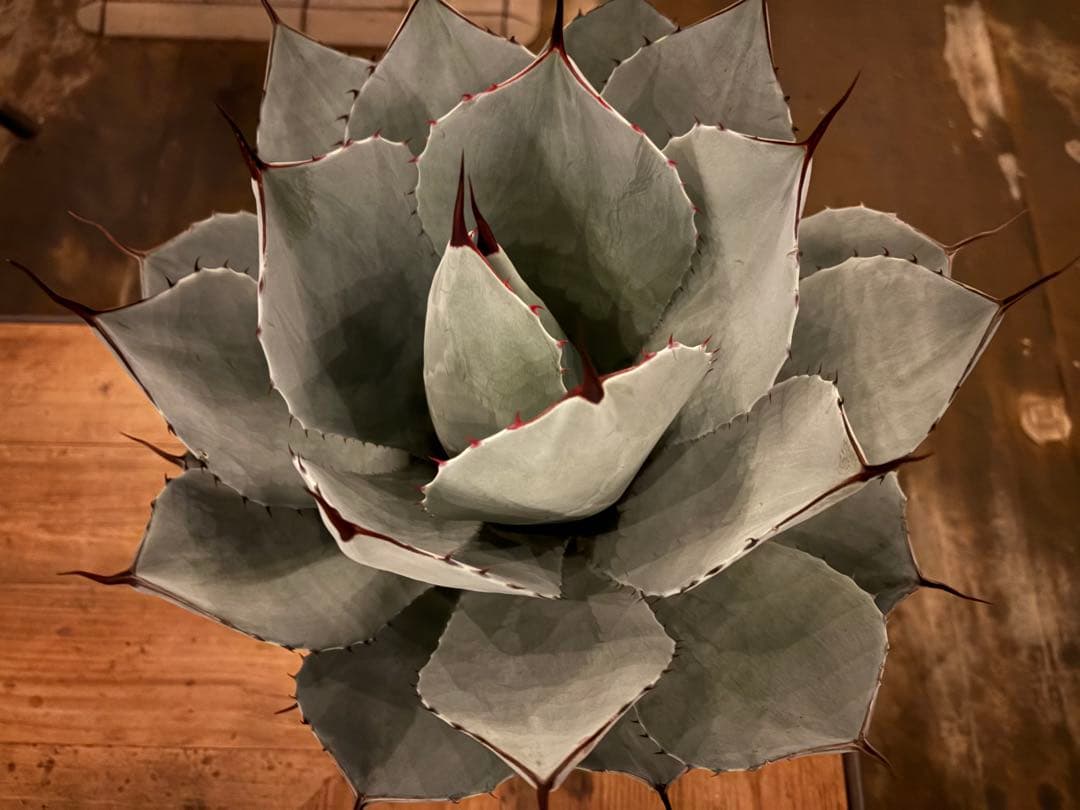 太*ん様 大株 約40センチ 【US産/300円スタート】トランカータ　ハンティ