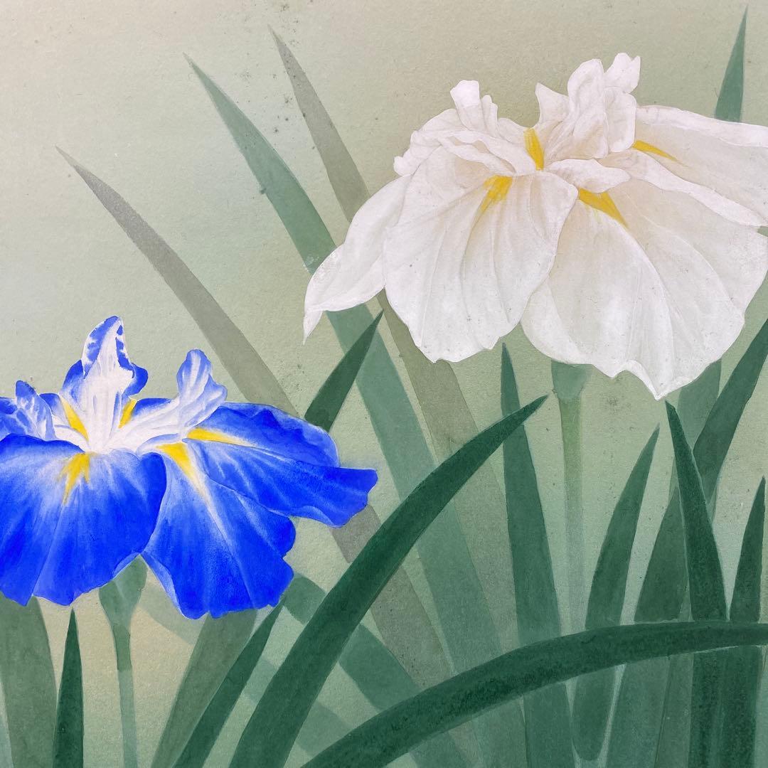 美品 掛け軸 鈴木康夫作 菖蒲図 共箱 太巻き付 夏掛け