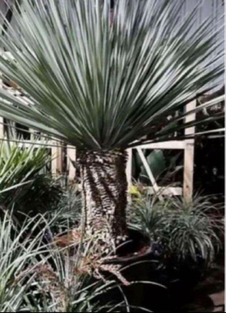 極耐寒性ノリナ　ネルソニー◇ドライガーデン南国リゾート島アガベ ユッカ　ヤシ多肉