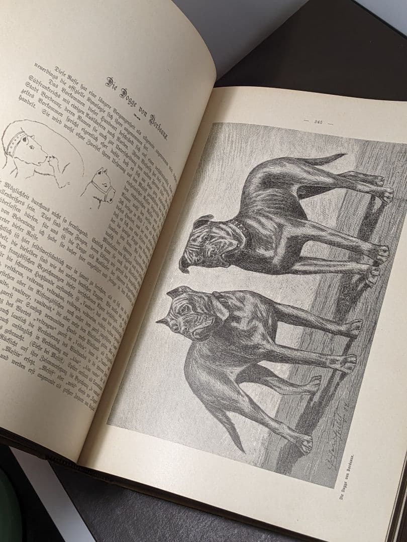 アンティーク 本　ドイツの犬の品種 珍しい本　ドイツ語　レア 洋書