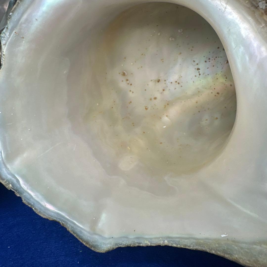 訳あり夜光貝　ヤコウ貝　まとめ売り　16個　　　16kg アクセサリー　ルアー