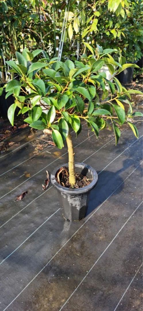 シェフレラ・カポック 約60cm 黒ポット