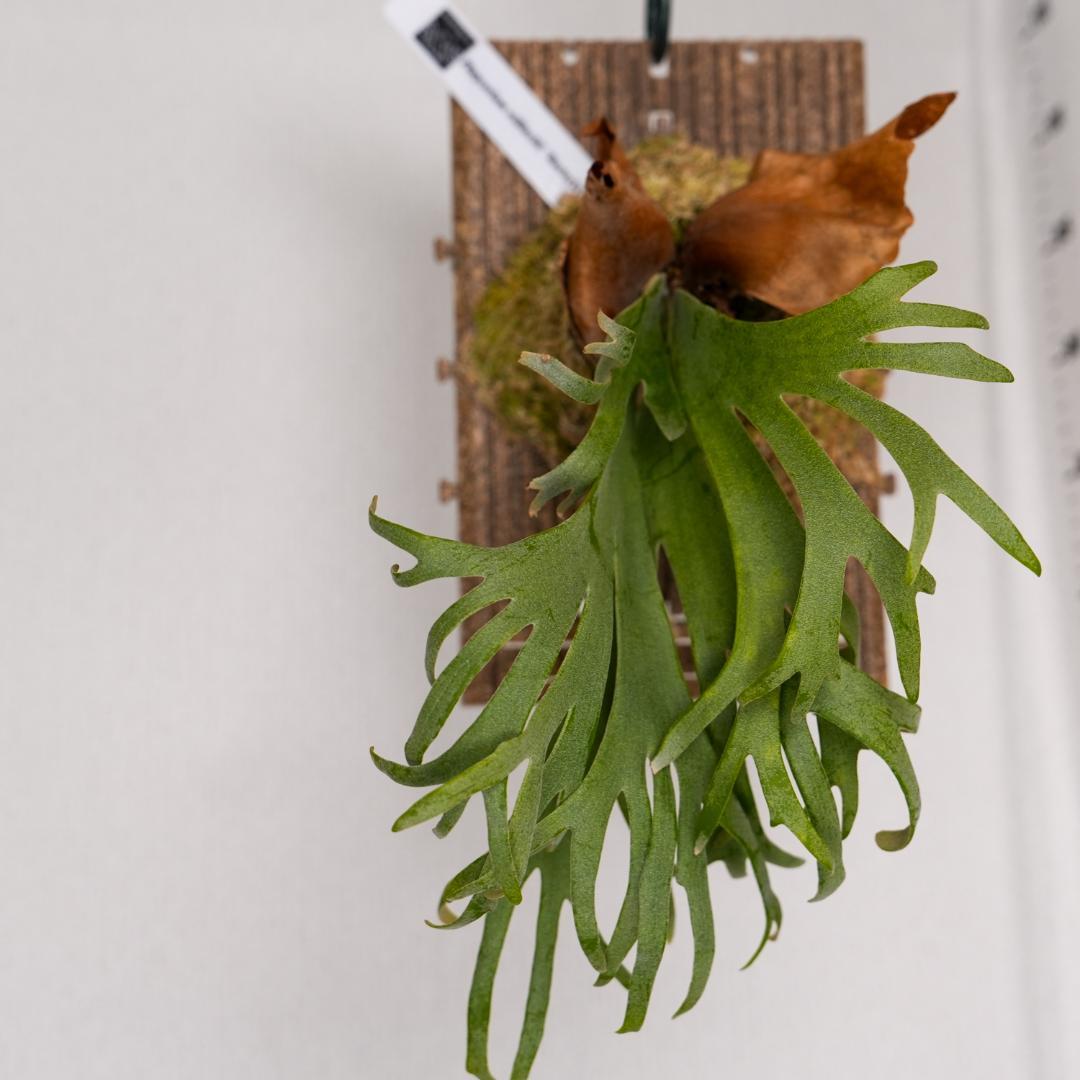 ビカクシダ バクテリア P. willinckii 'Bacteria' 板付済