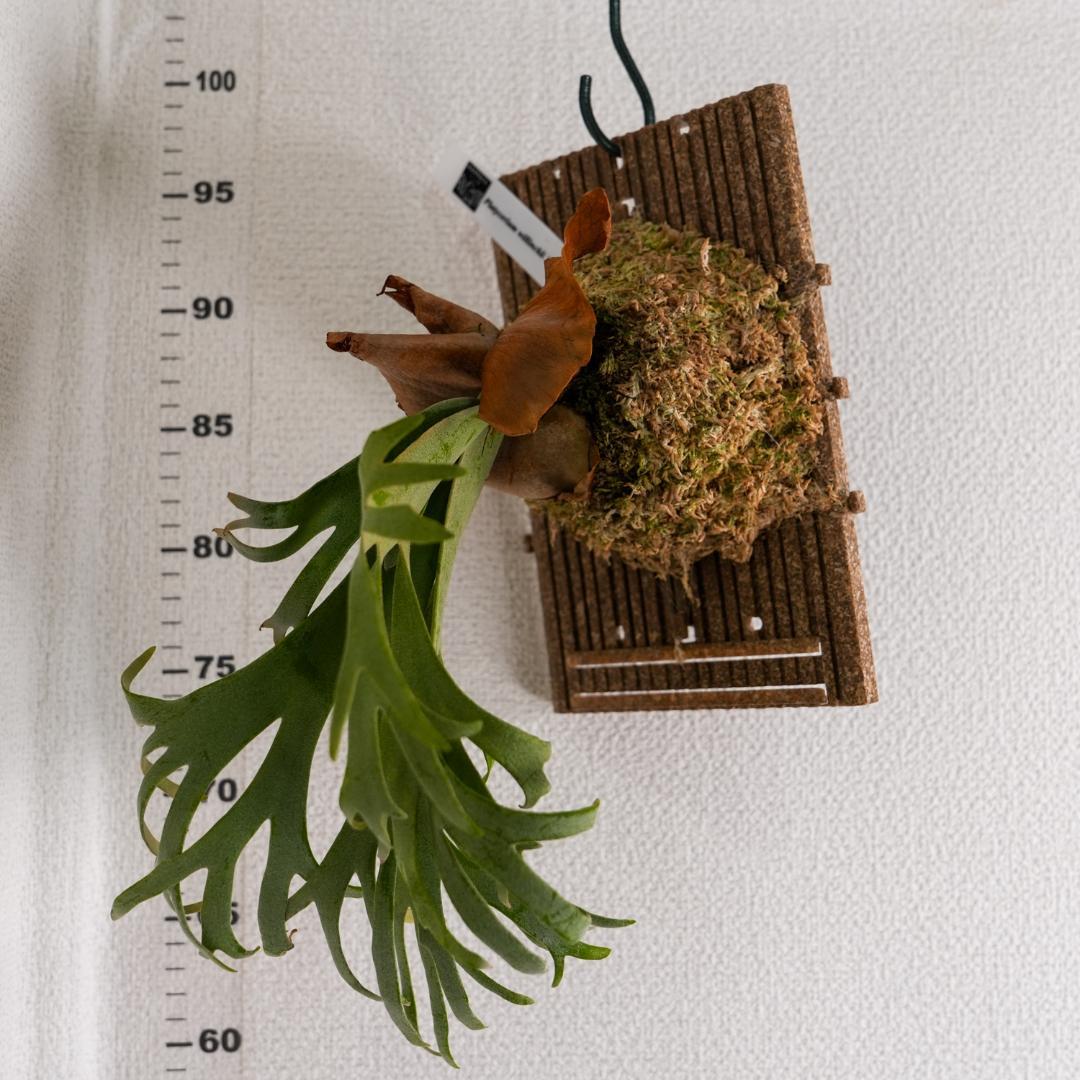 ビカクシダ バクテリア P. willinckii 'Bacteria' 板付済