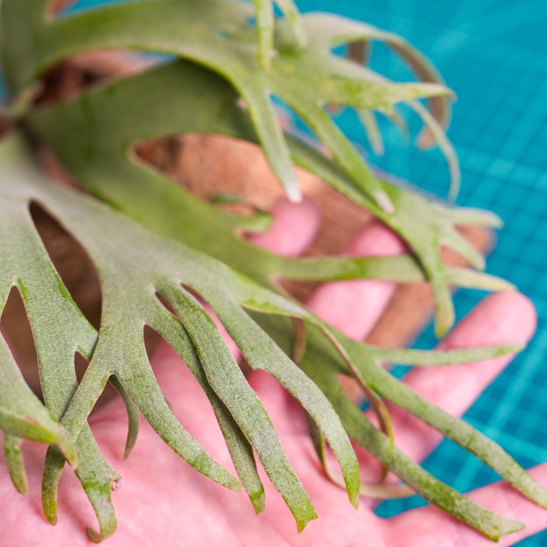 ビカクシダ バクテリア P. willinckii 'Bacteria' 板付済