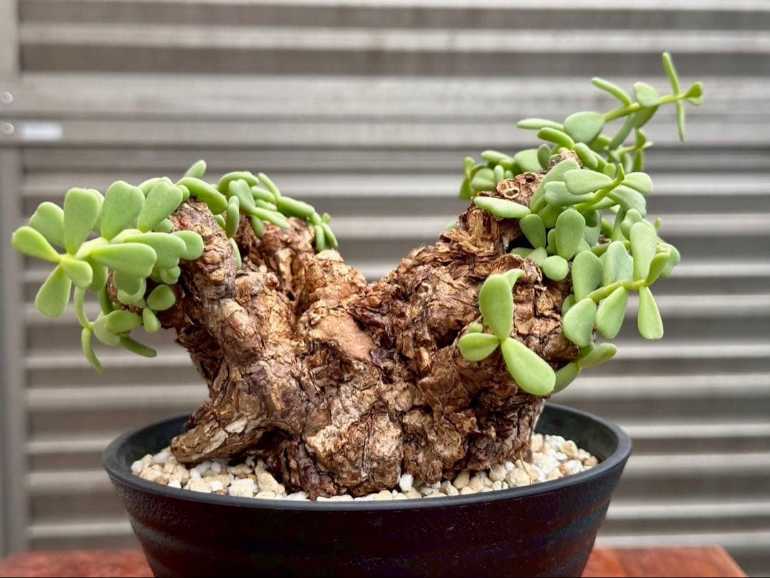 ケラリア ピグマエア 幅14cm