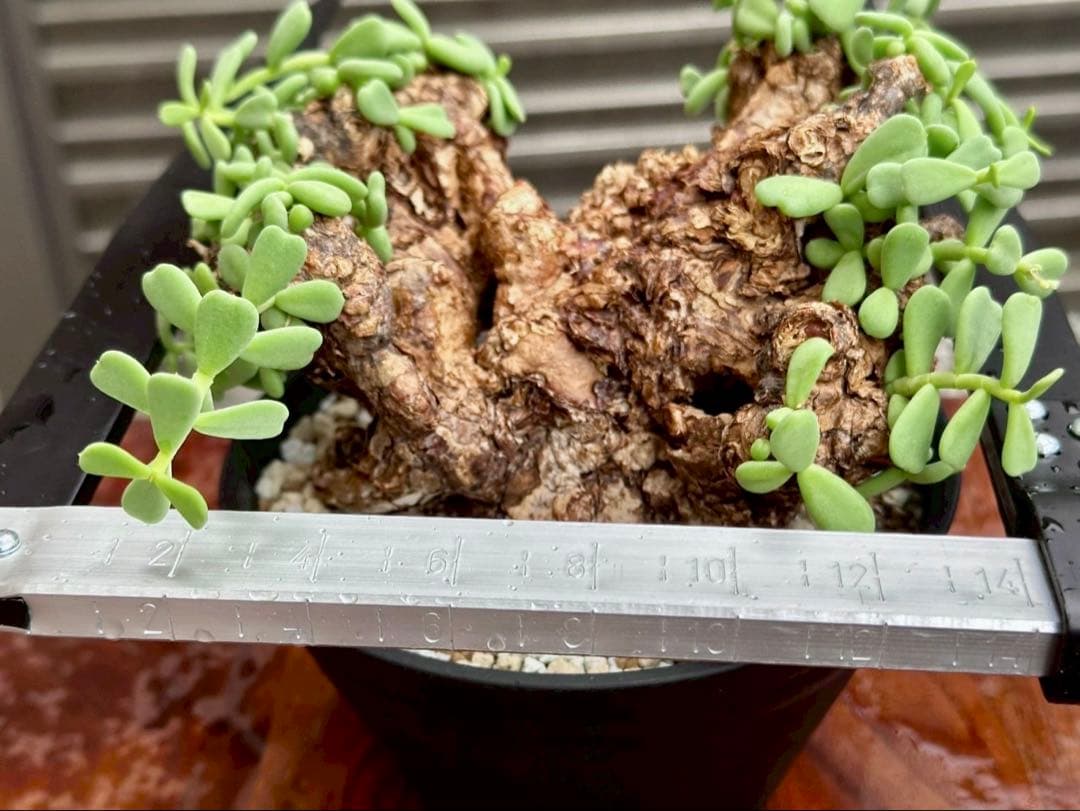 ケラリア ピグマエア 幅14cm