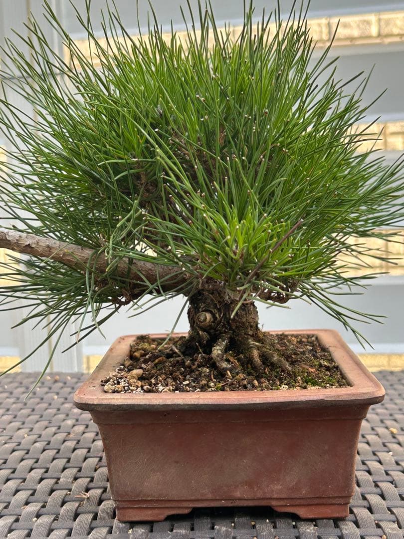 【お値下げ】黒松　太幹小品盆栽