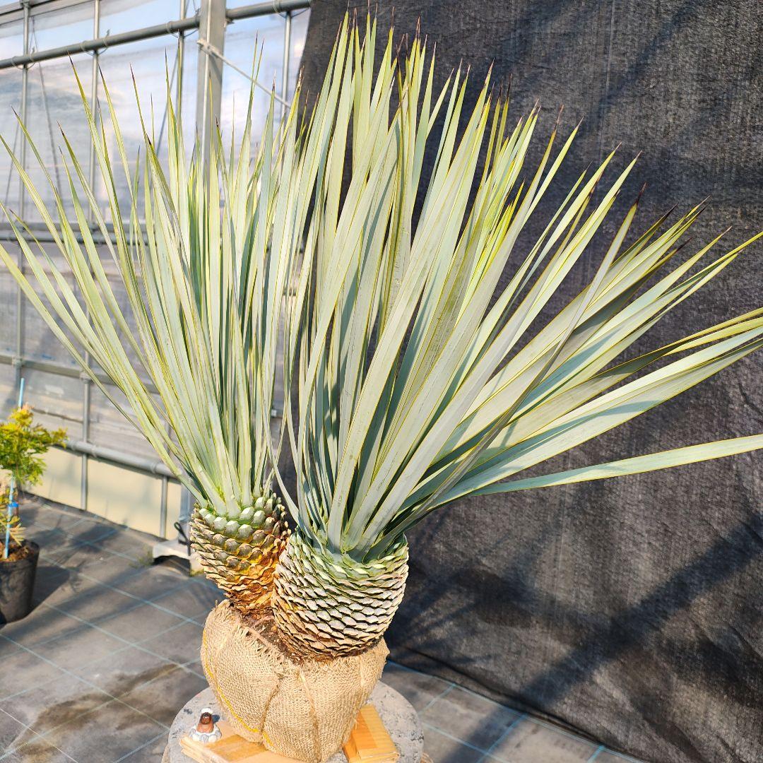 ロストラータ Hyb だぶるへっど