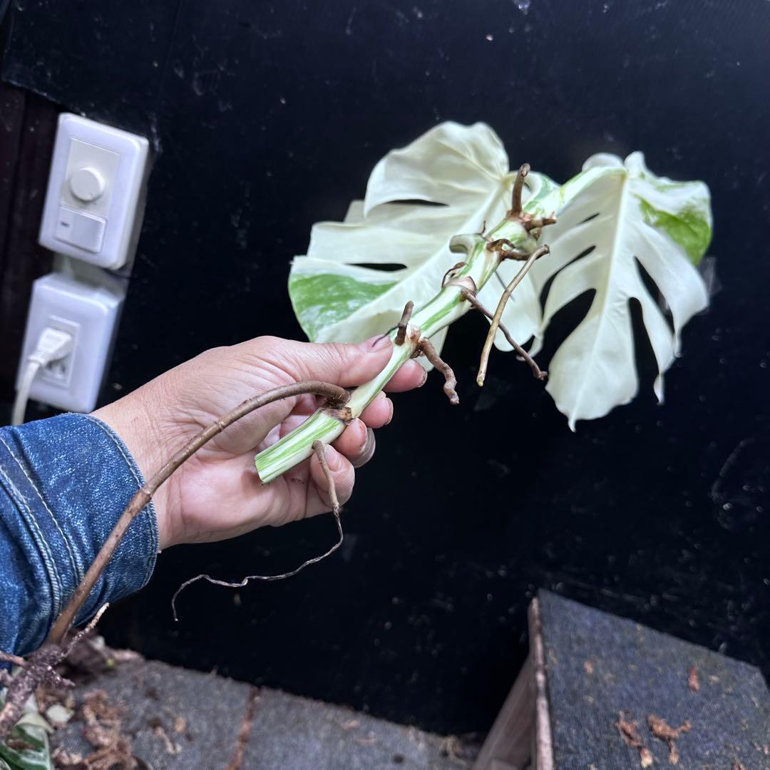 オ*ジ様 斑入りモンステラ極上ホワイトタイガーフルムーンベアルート発根済大株希少