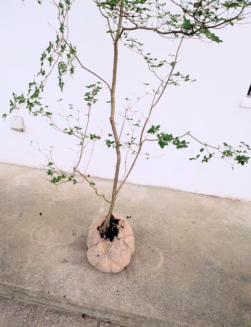 透き通るような。山採りドウダンツツジ。