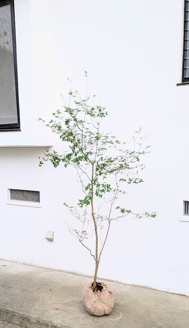 透き通るような。山採りドウダンツツジ。
