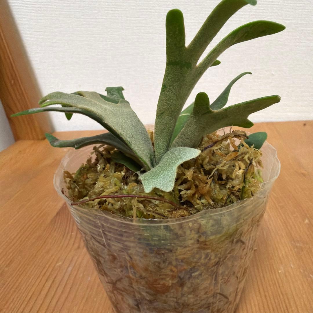 ＊P. willinckii Jewel SP 3号ポット＊