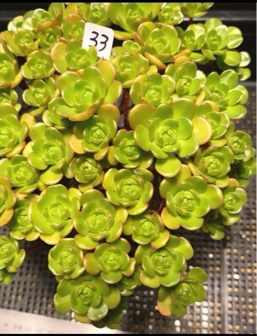 33#多肉植物アエオニウム錦❤️ サンデルシ— ❤️ 60-70頭21cm 拔き苗