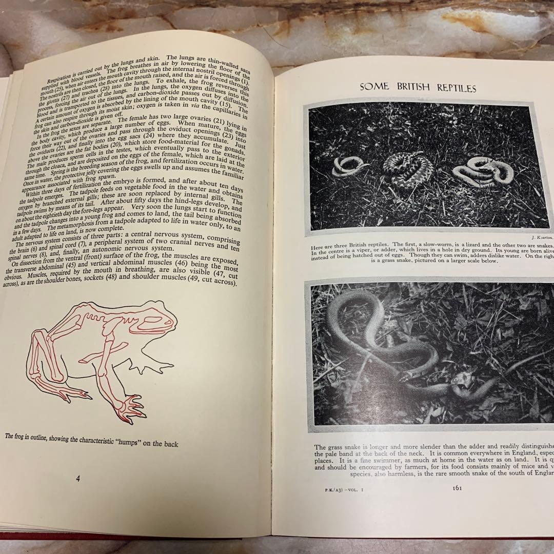 「Pictorial Knowledge」図鑑　洋書 1 〜10巻セット