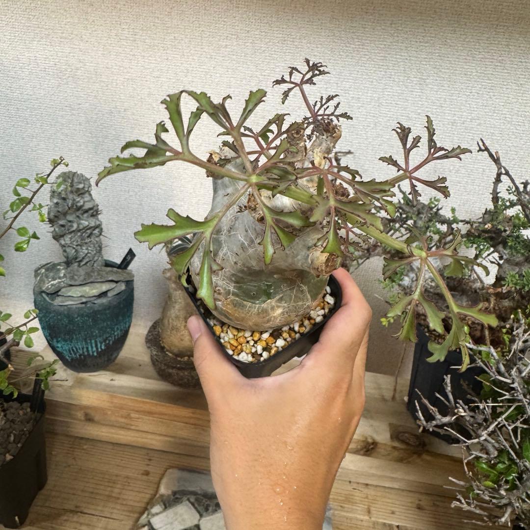 キフォステンマ ベティフォルメ ソマリア 発根済み 良型 現地球