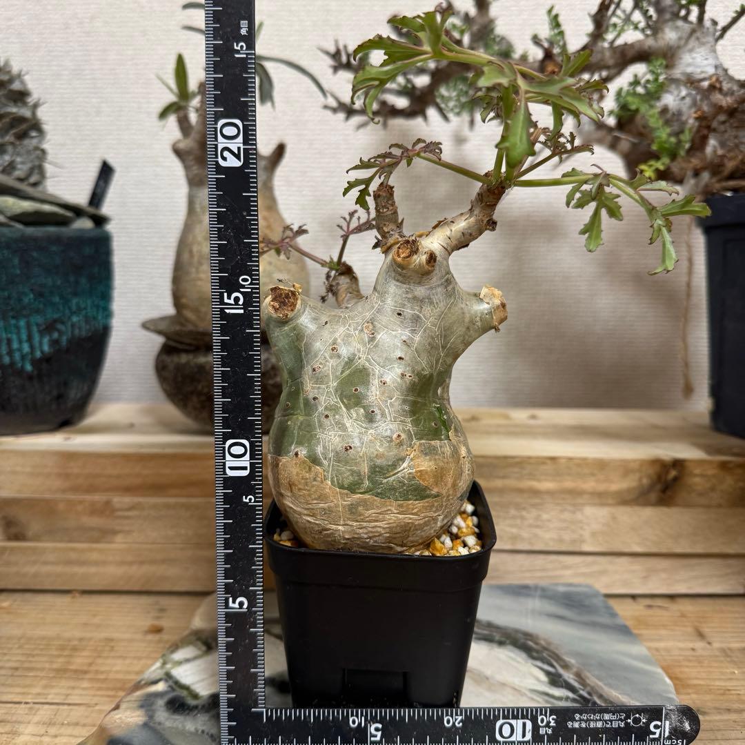 キフォステンマ ベティフォルメ ソマリア 発根済み 良型 現地球