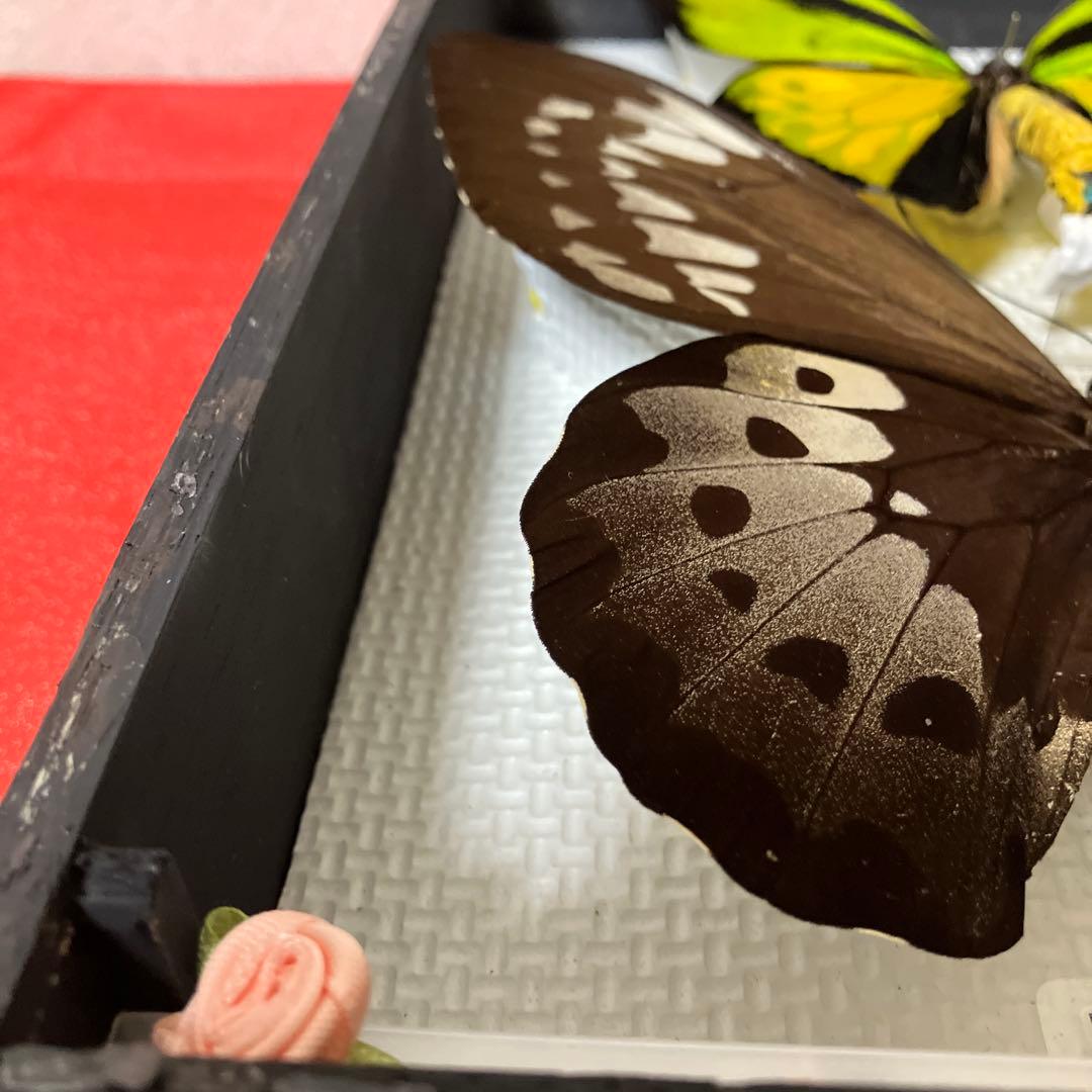 大型ゴライアスアゲハ♂♀