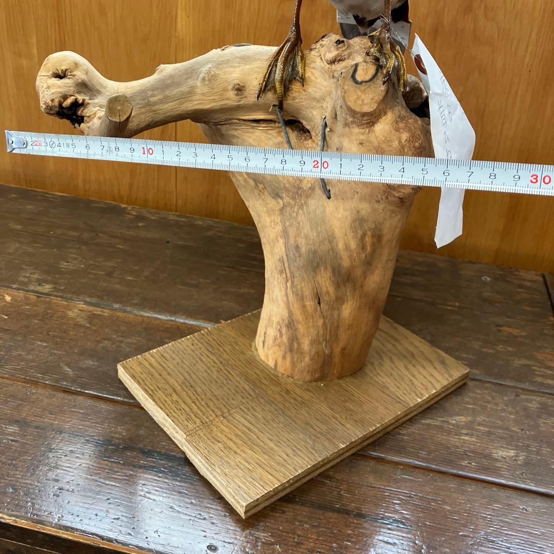 トモエガモ　剥製　カモ